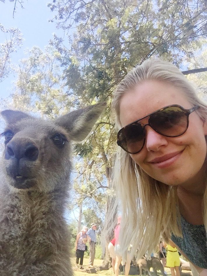 lone pine koala sanctuary