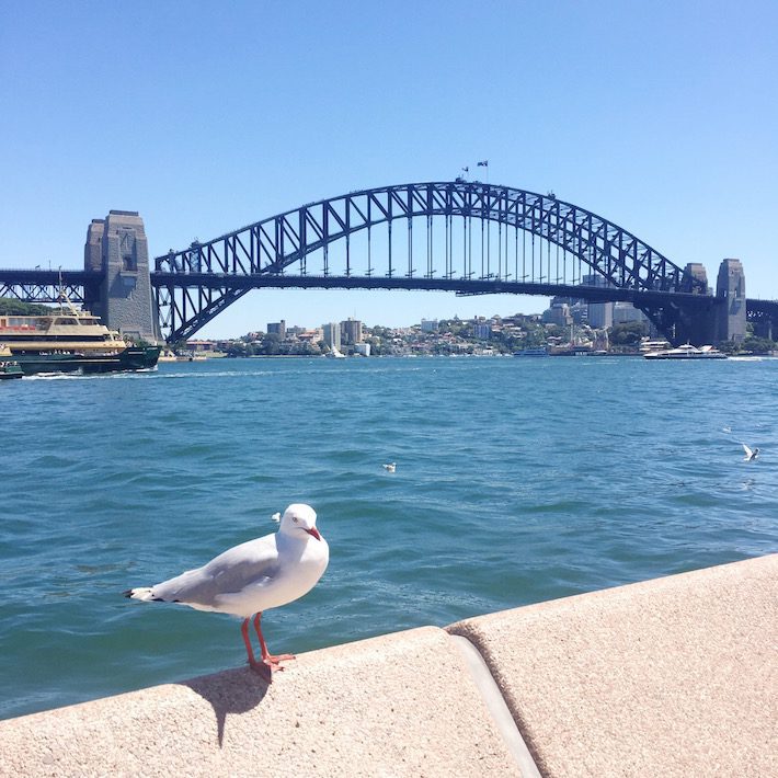 the harbour bridge