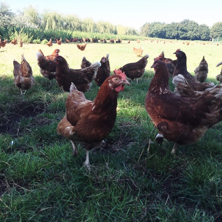 vrije uitloop eieren