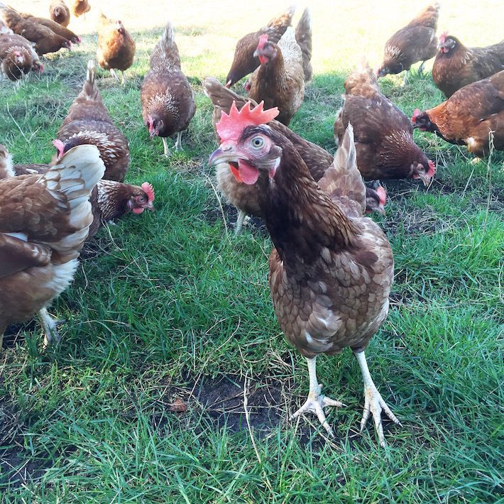 vrije uitloop eieren