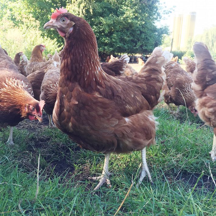 vrije uitloop eieren