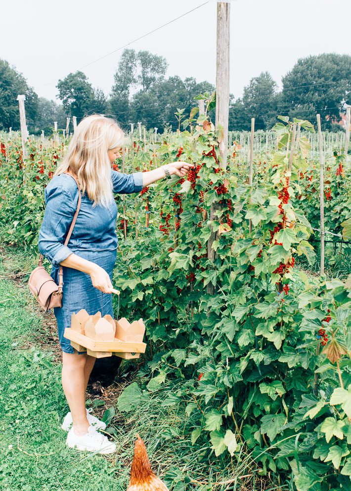 Fruittuinen van West