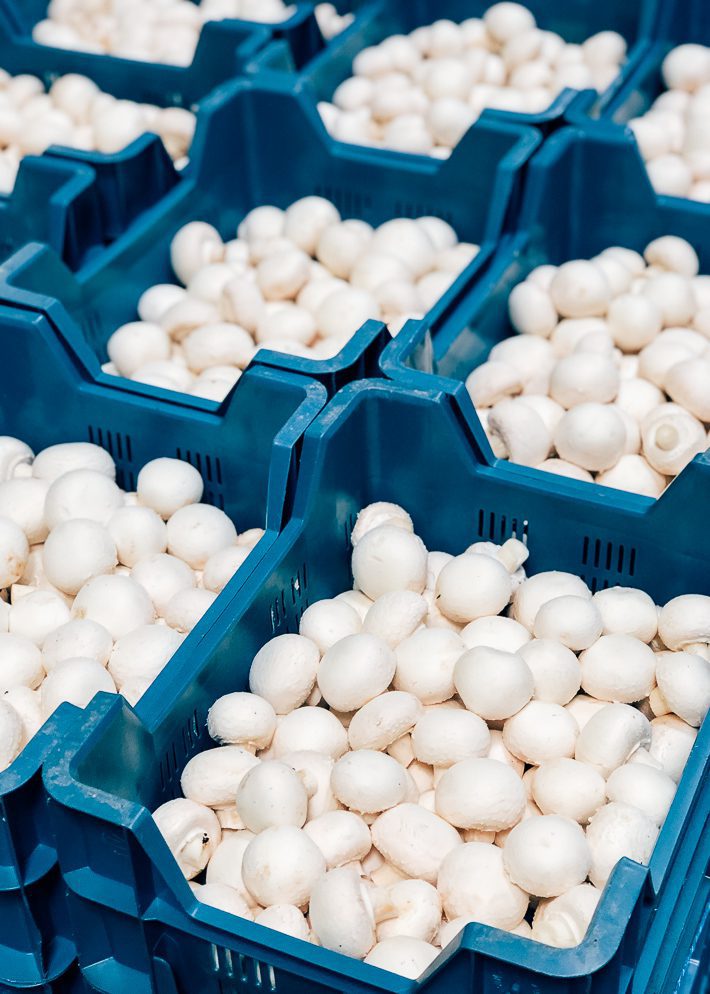 ingrediënten champignons