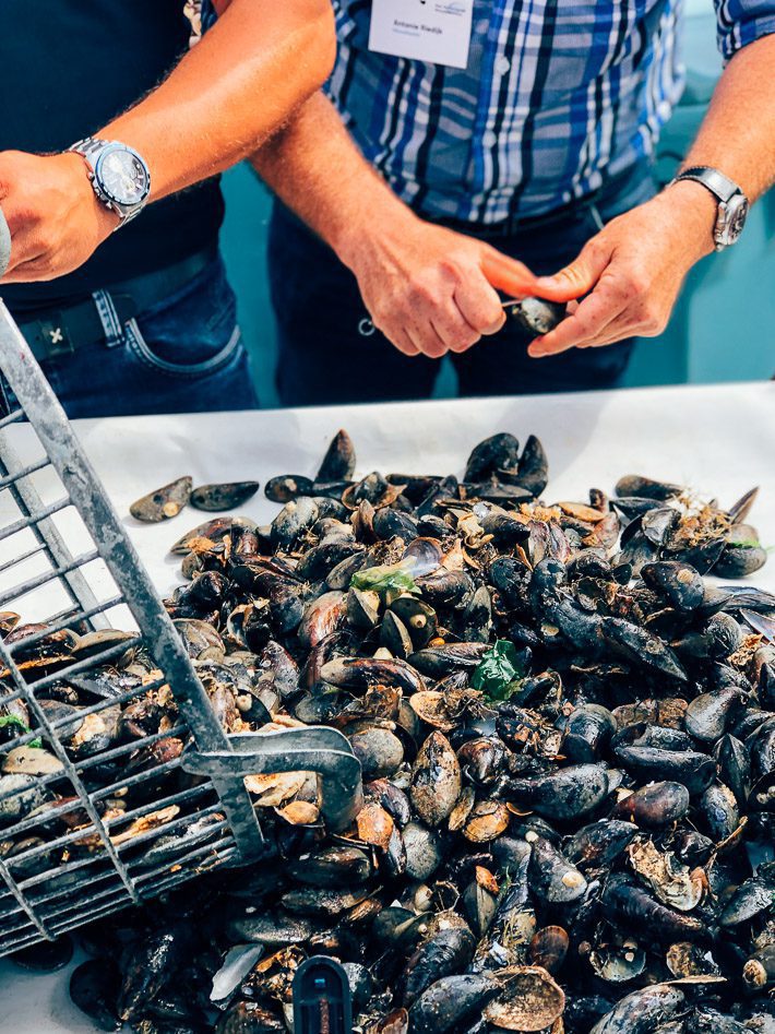 mossel seizoen